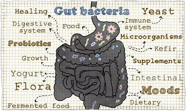 How to increase good bacteria in gut naturally