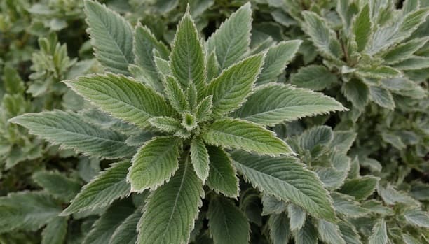 The Amazing Benefits of Sage: Unlocking the Power of This Ancient Herb. Discover the amazing benefits of sage, an ancient herb known for its powerful medicinal properties. Learn how sage can enhance cognitive function, support digestion, and more. Sage Benefits