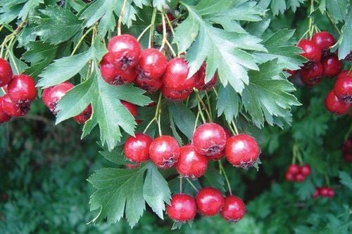 Hawthorn Berry Side Effects: All You Need To Know Hawthorn Berry Health Benefits for Skin and How to Use - Dr. Mclee Tembo Hawthorn Berry Benefits for Skin, Side Effects & Dosage Discover hawthorn berry benefits for skin: fight wrinkles, reduce acne, boost hydration, and soothe sensitive skin naturally.