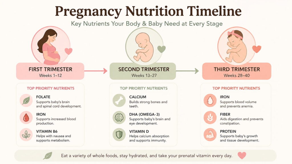 Pregnancy nutrition timeline infographic showing first, second, and third trimester nutrient priorities