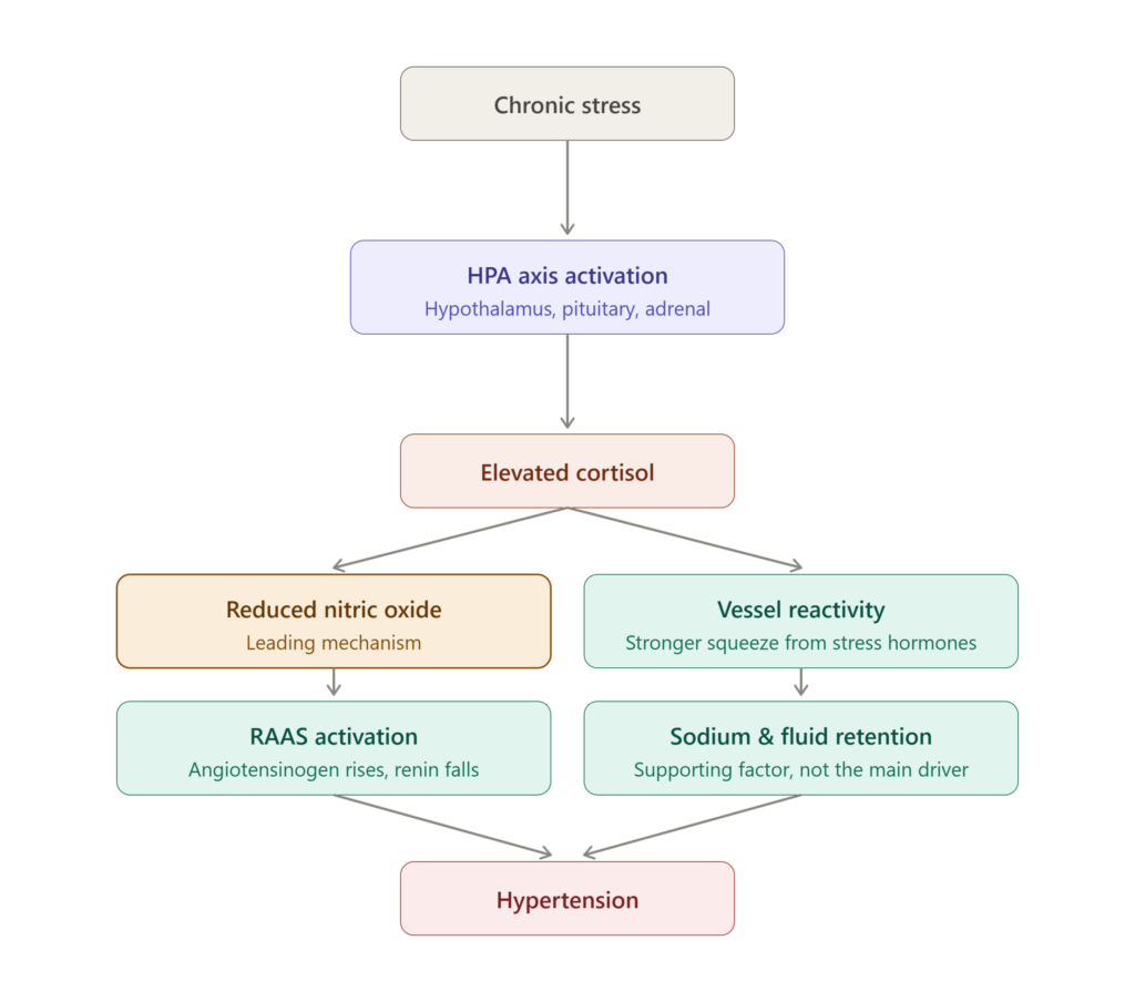 Diagram showing how chronic stress raises cortisol through the HPA axis, leading to hypertension via reduced nitric oxide, vessel reactivity, RAAS activation, and sodium retention